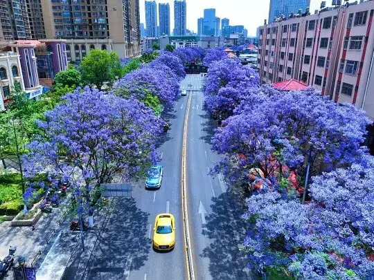 Cây có hoa lớn