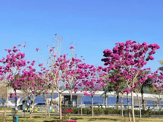 Cây có hoa cỡ trung bình