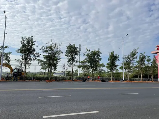 Cây bóng mát thường xanh