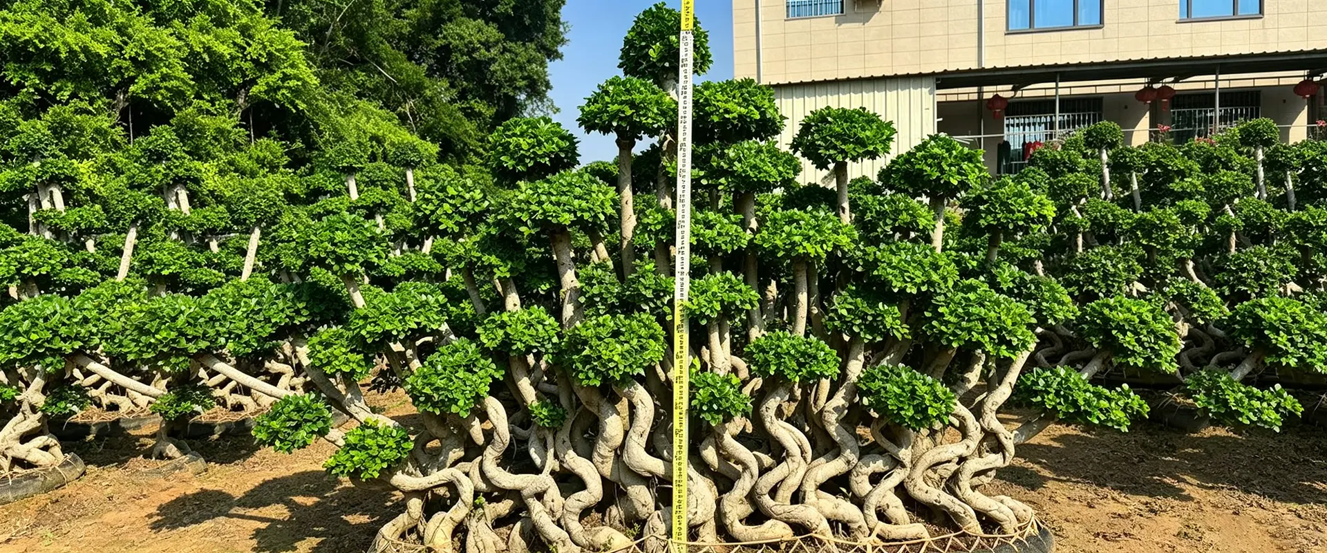 Trung Quốc Nhà cung cấp cây bóng mát thường xanh