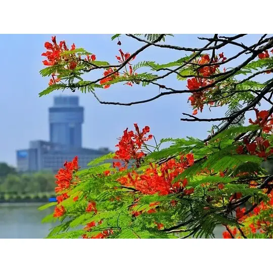 Hoa phượng tạo ra cảnh quan nhiệt đới tuyệt đẹp như thế nào?