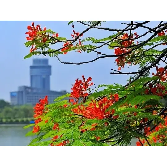 Tại sao cây phượng hoàng được trồng trong container lại tối đa hóa thành công của cảnh quan?