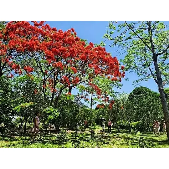 Cây phượng vĩ trong chậu mở rộng phạm vi tiếp cận thị trường cho người bán buôn cây trồng như thế nào? Cây phượng vĩ trong chậu mở rộng phạm vi tiếp cận thị trường cho người bán buôn cây trồng như thế nào?