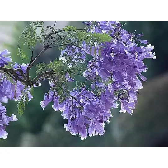 Làm thế nào một cây Jacaranda tạo ra cảnh quan tuyệt đẹp và vẻ đẹp lâu dài? Làm thế nào một cây Jacaranda tạo ra cảnh quan tuyệt đẹp và vẻ đẹp lâu dài?