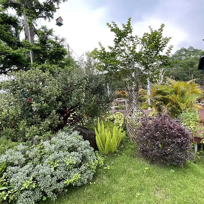 Làm thế nào Crape Myrtle tạo ra cảnh quan tuyệt đẹp và ít cần bảo trì?