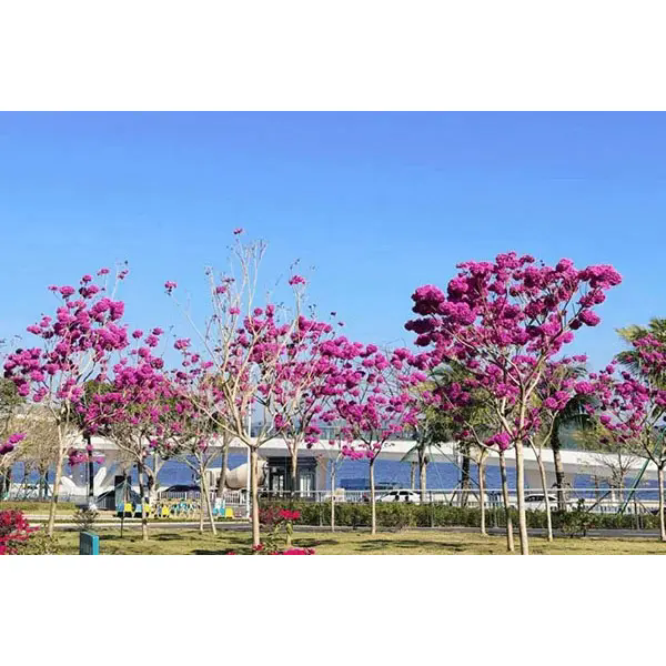 Điều gì khiến cây kèn tím trở thành lựa chọn lý tưởng cho các dự án cảnh quan tuyệt đẹp?