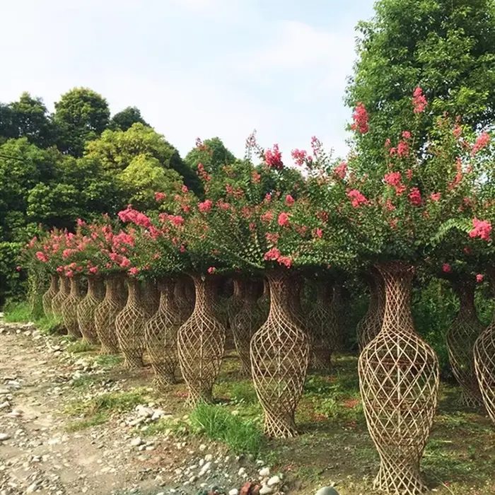 Cây đường phố Crape Myrtle