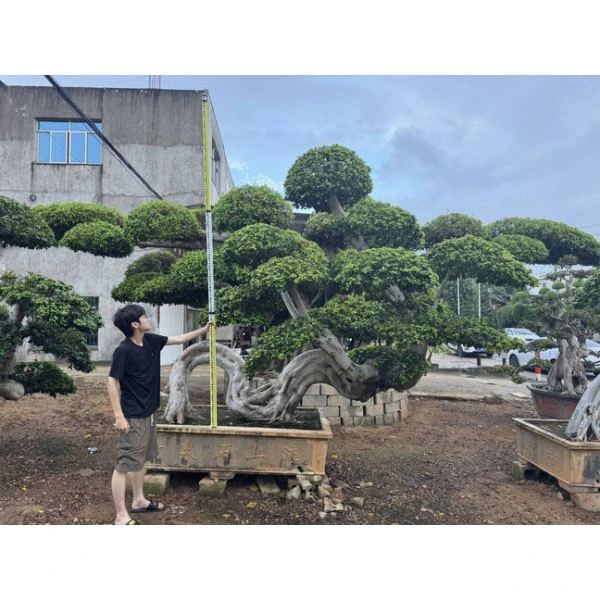 Cây cảnh Ficus Microcarpa
