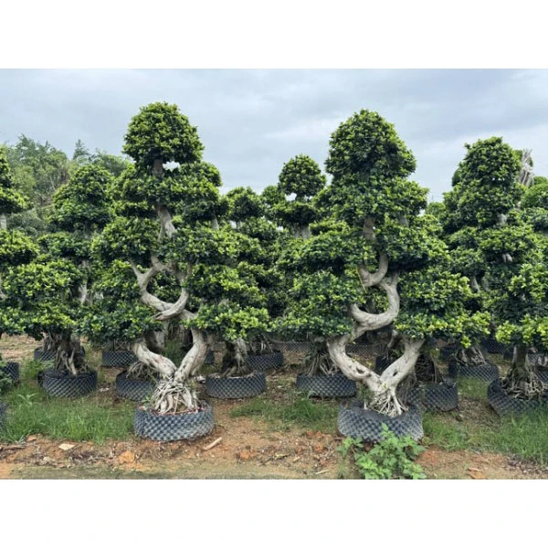 Ficus microcarpa lót