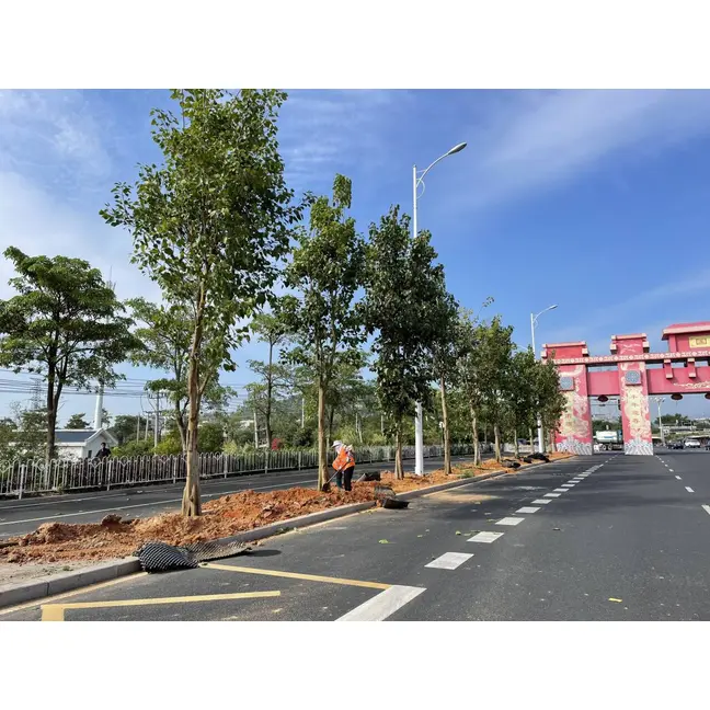 Cây đường phố Ficus Religiosa