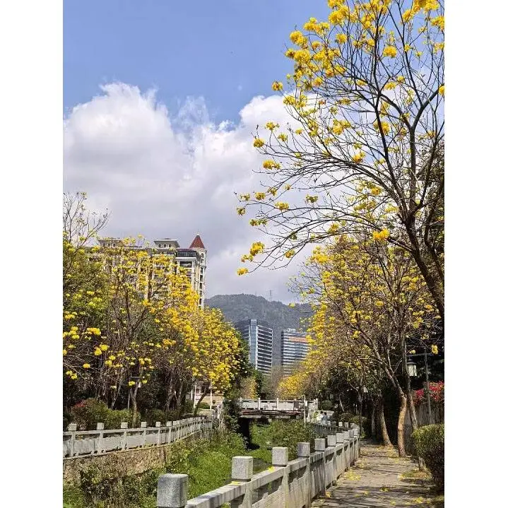Cây kèn vàng Bonsai
