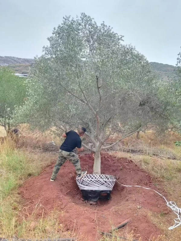 Potted Olive Seedlings