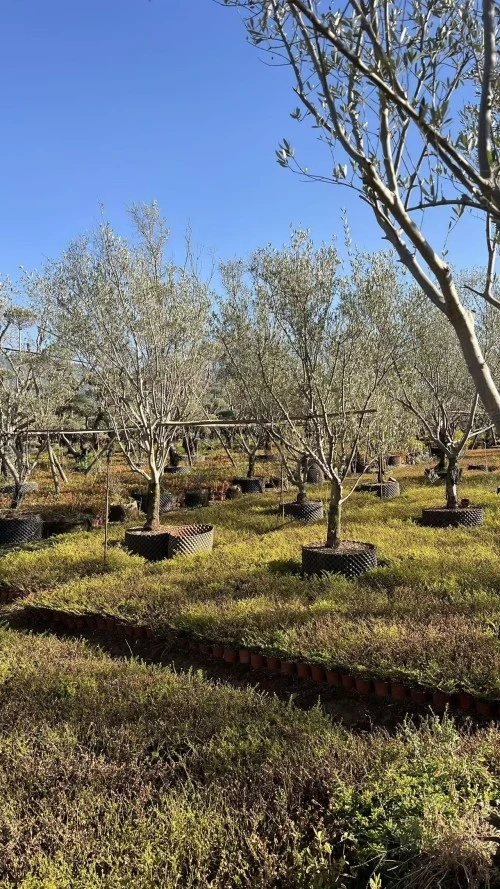 Potted Olive Seedlings