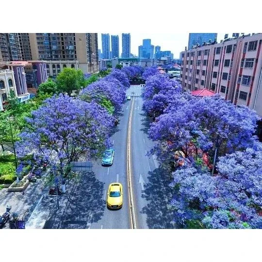 Cây Bonsai Jacaranda