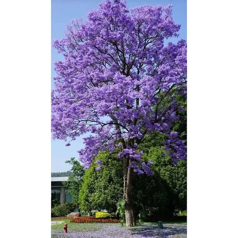 Cây Đường Jacaranda