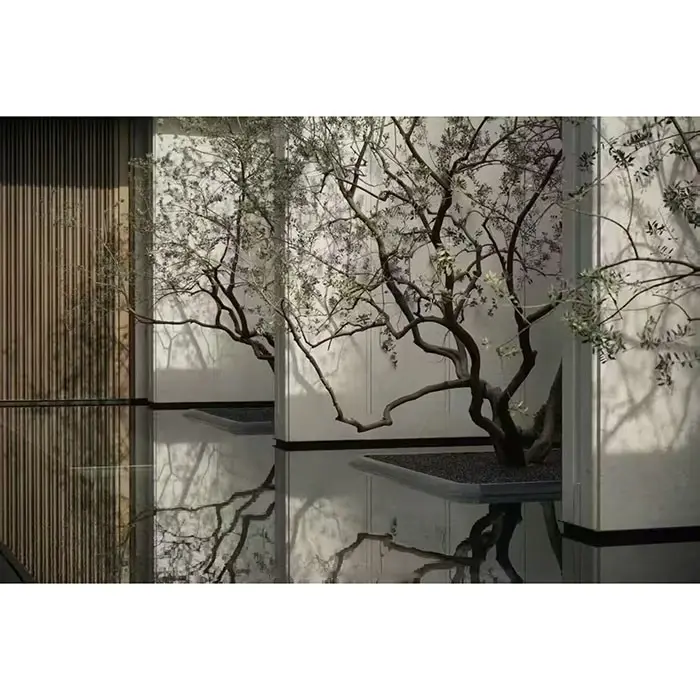 Cây ô liu trong chậu