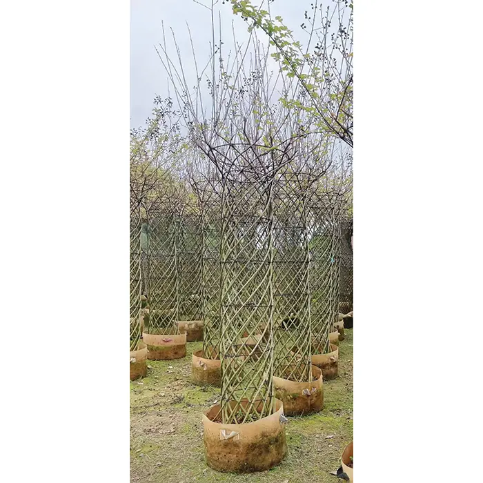 Mẫu cây nho sim