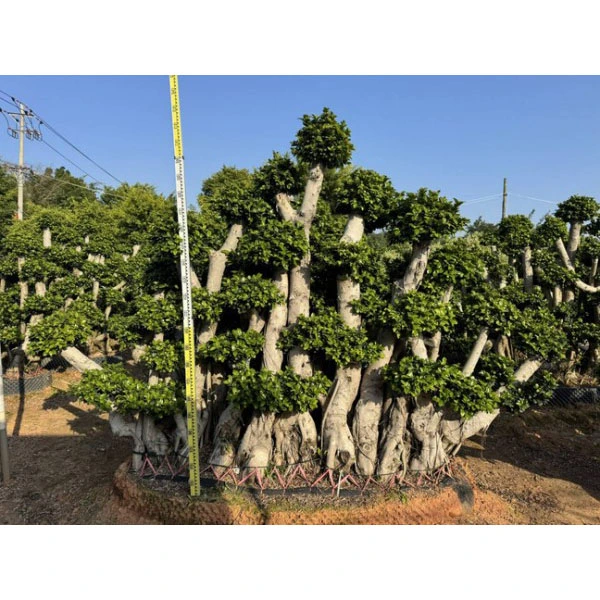 Mẫu cây Ficus microcarpa