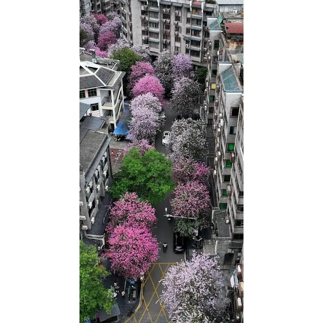 Mẫu cây lan hồng
