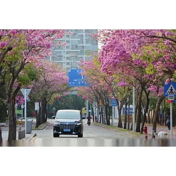 Mẫu cây kèn tím