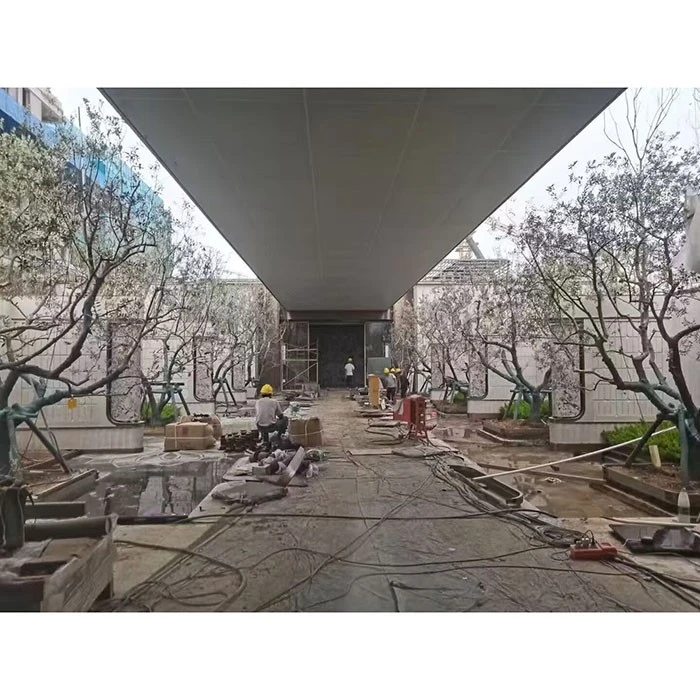 Cây ô liu đường phố
