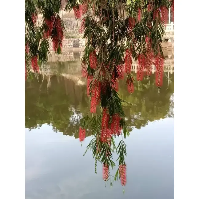 Cây cọ chai khóc lóc