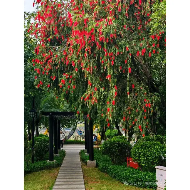 Khăn lót bàn chải chai đang khóc
